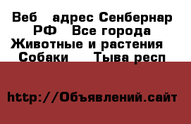 Веб – адрес Сенбернар.РФ - Все города Животные и растения » Собаки   . Тыва респ.